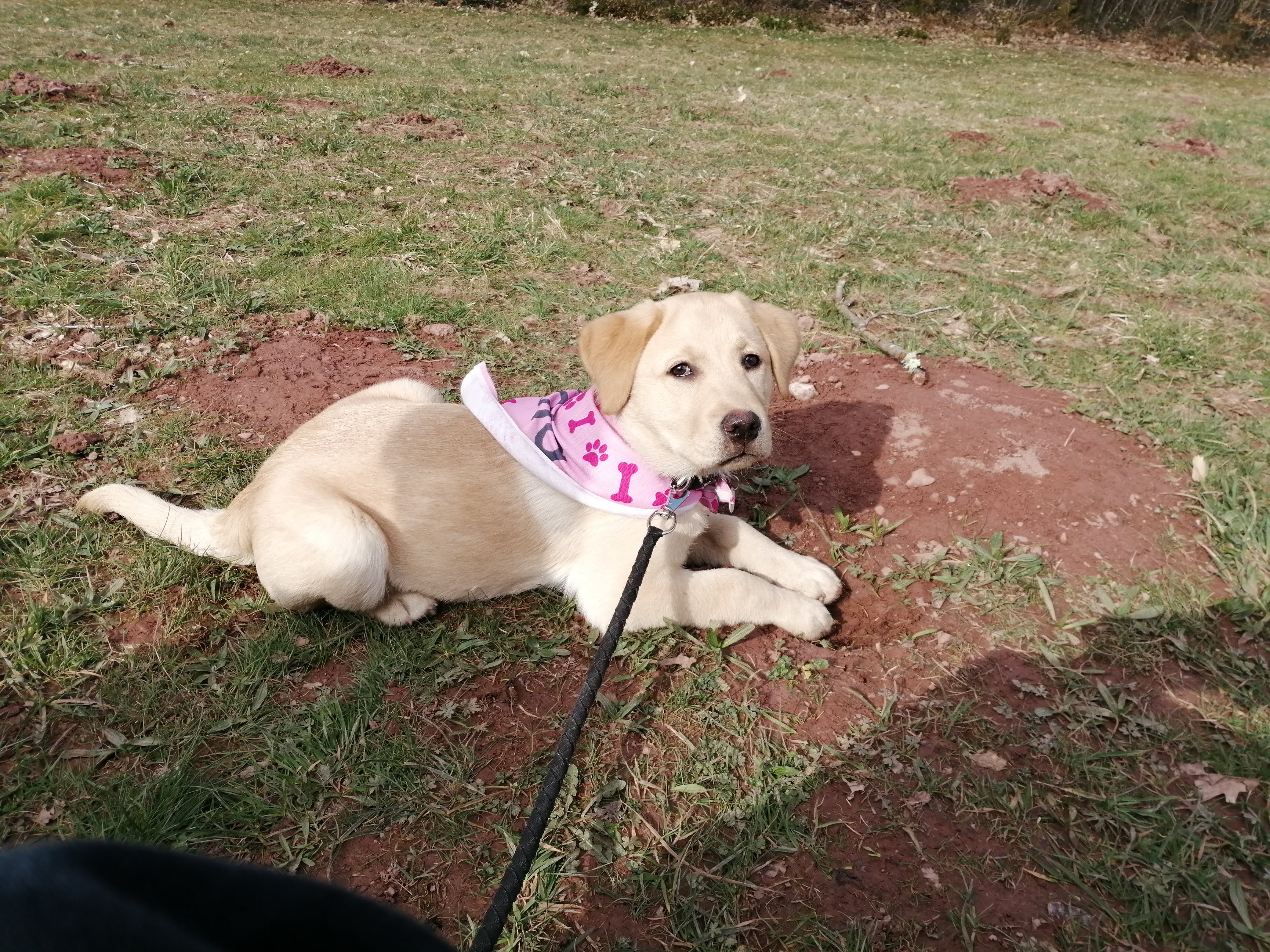 Customer photo of 'Bones and Pawprints' - Personalized Cockapoo Bandana