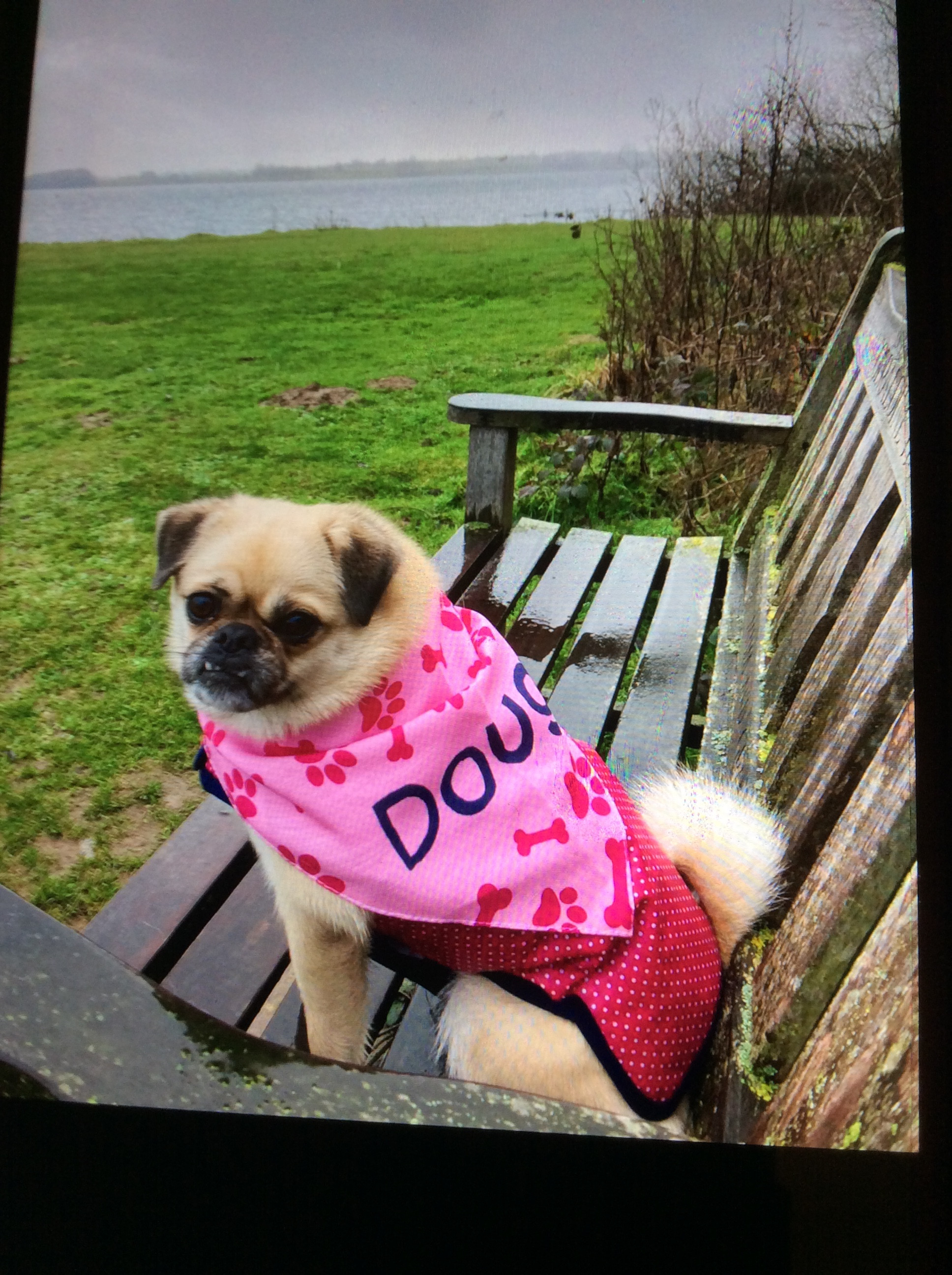 Customer photo of 'Bones and Pawprints' - Personalized Cockapoo Bandana