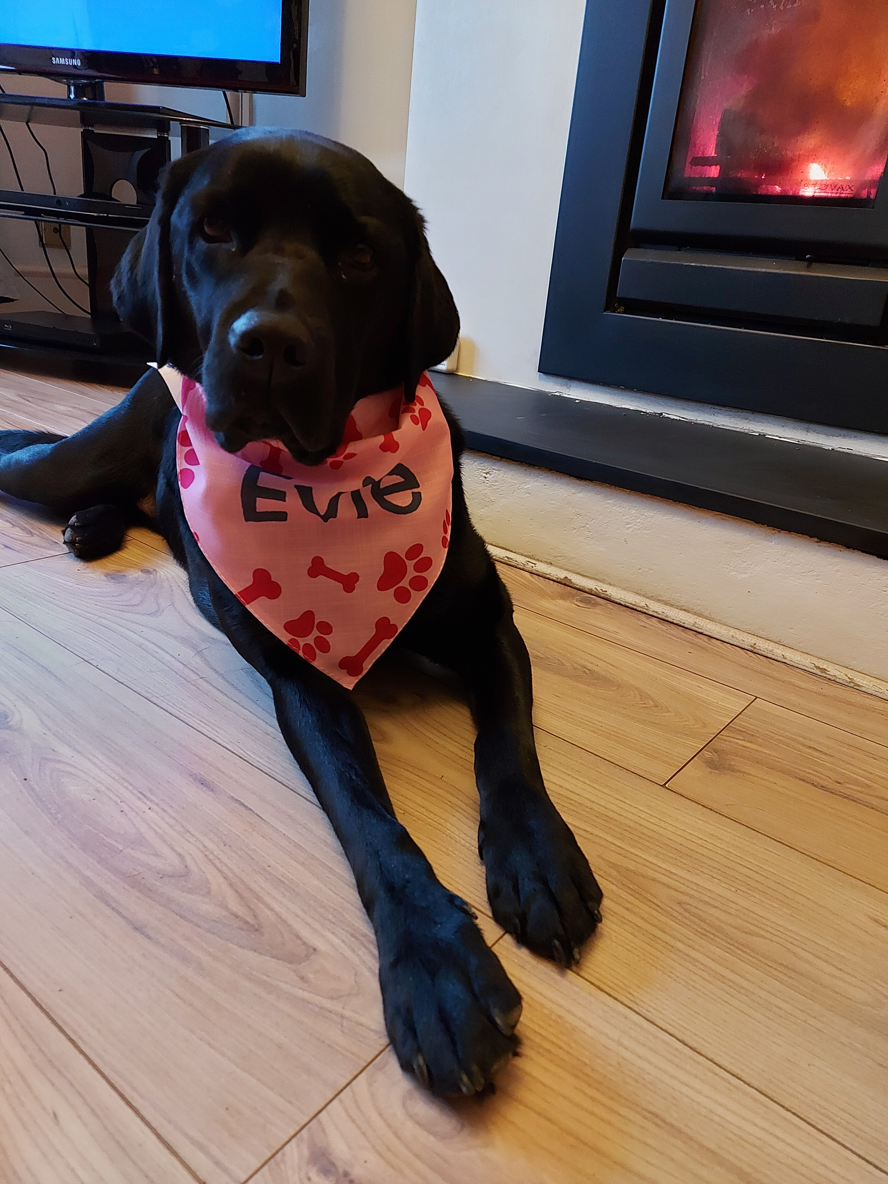 Customer photo of 'Bones and Pawprints' - Personalized Cockapoo Bandana