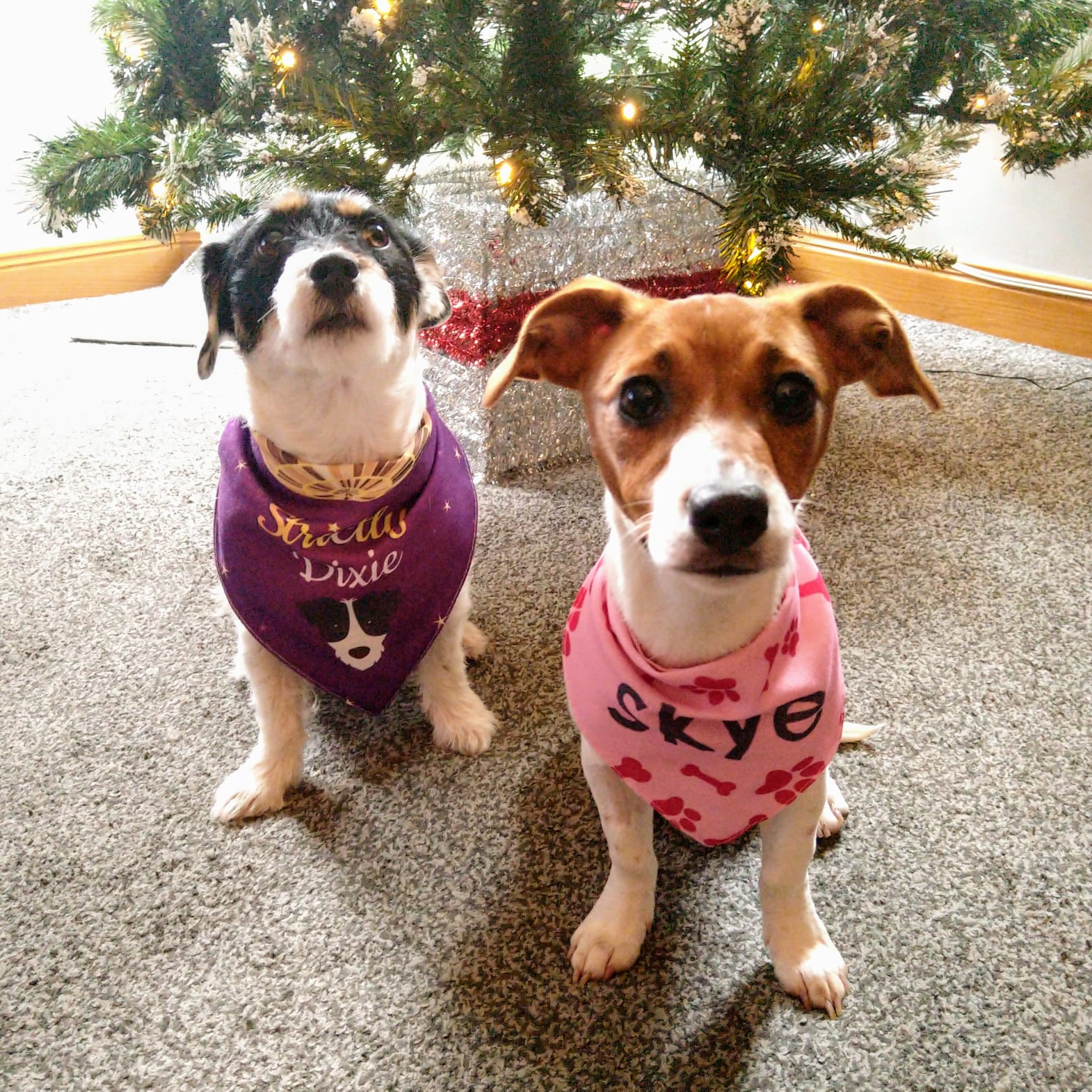 Customer photo of 'Bones and Pawprints' - Personalized Cockapoo Bandana