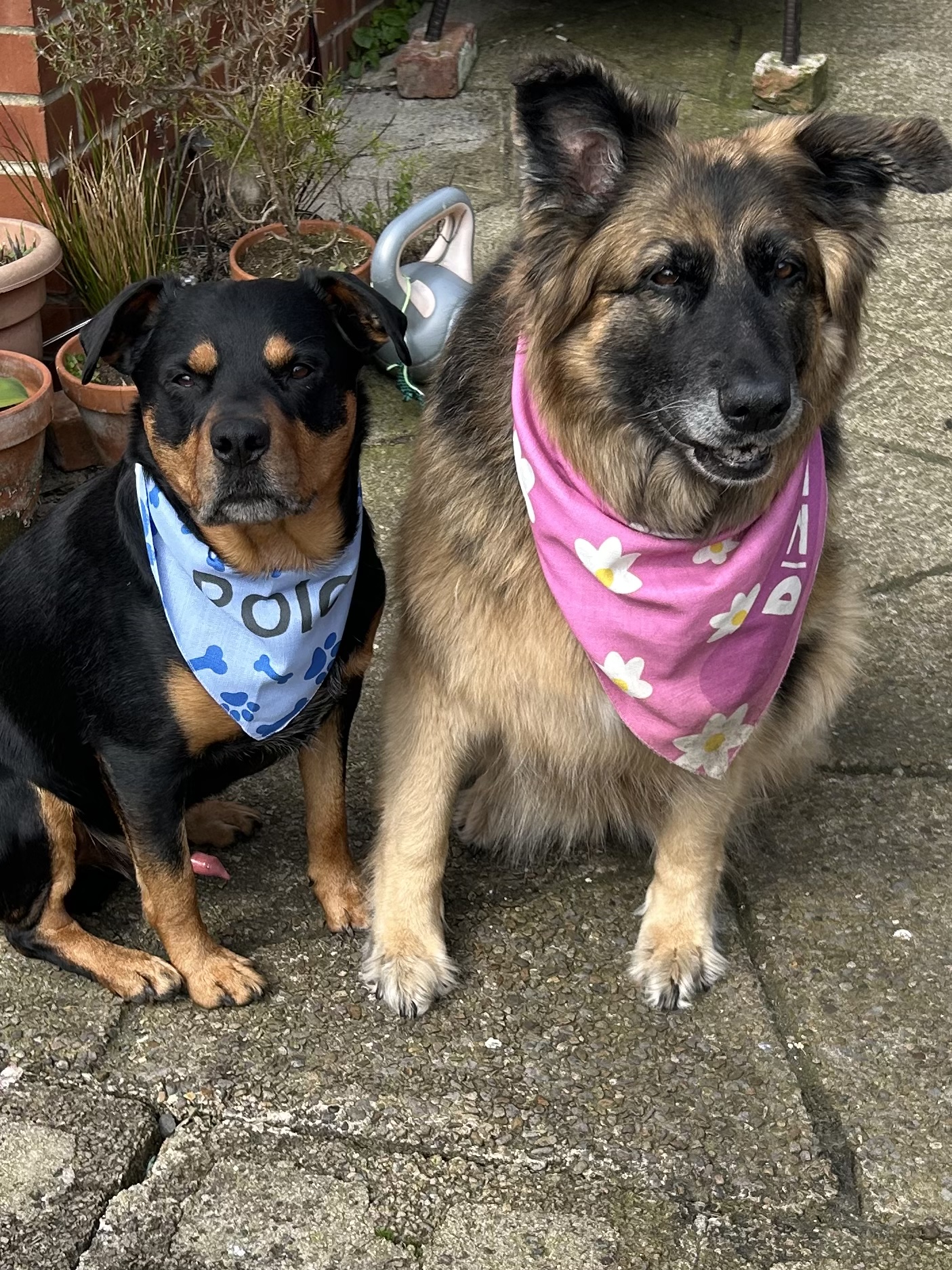 Customer photo of 'Bones and Pawprints' - Personalized Cockapoo Bandana