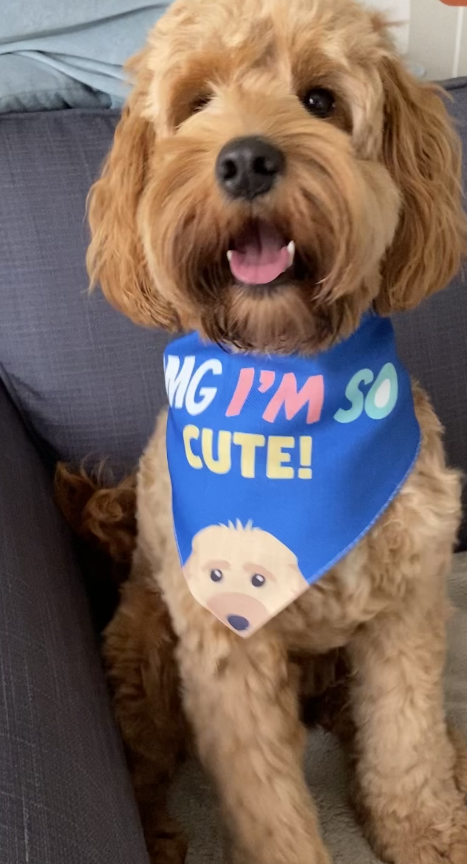 Customer photo of ‘OMG I’m So Cute’ - Personalized Pointer Bandana 
