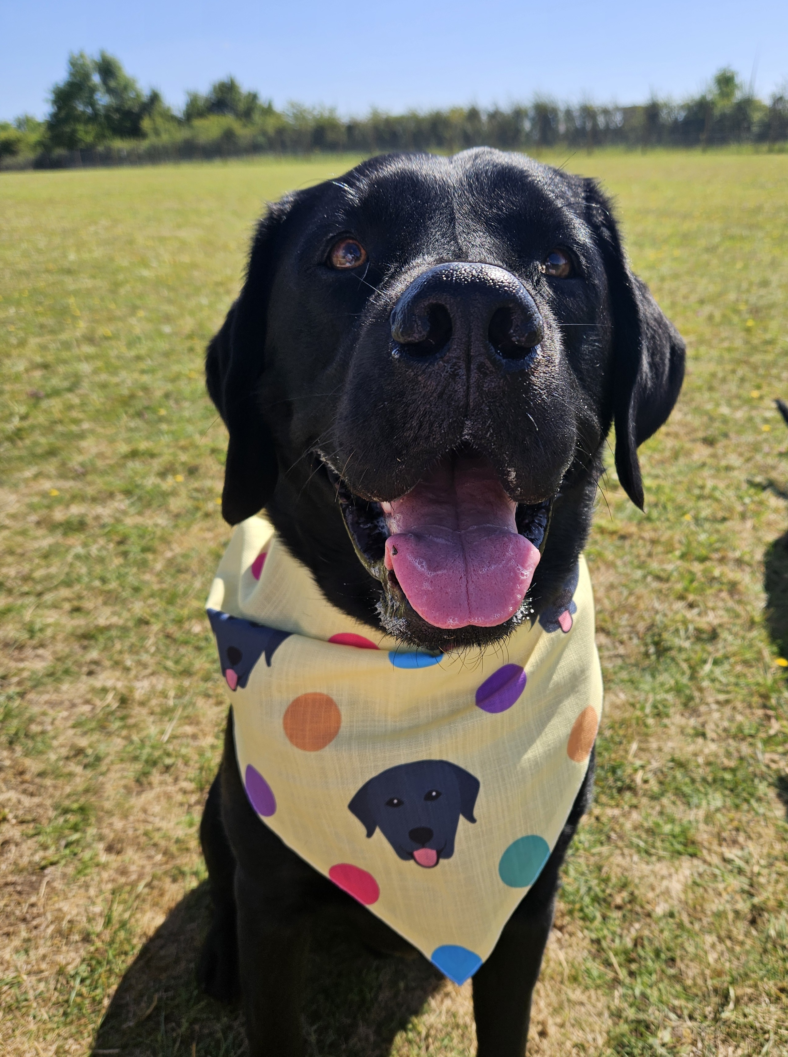 Customer photo of 'Spots' - Personalized Lhasapoo Bandana 