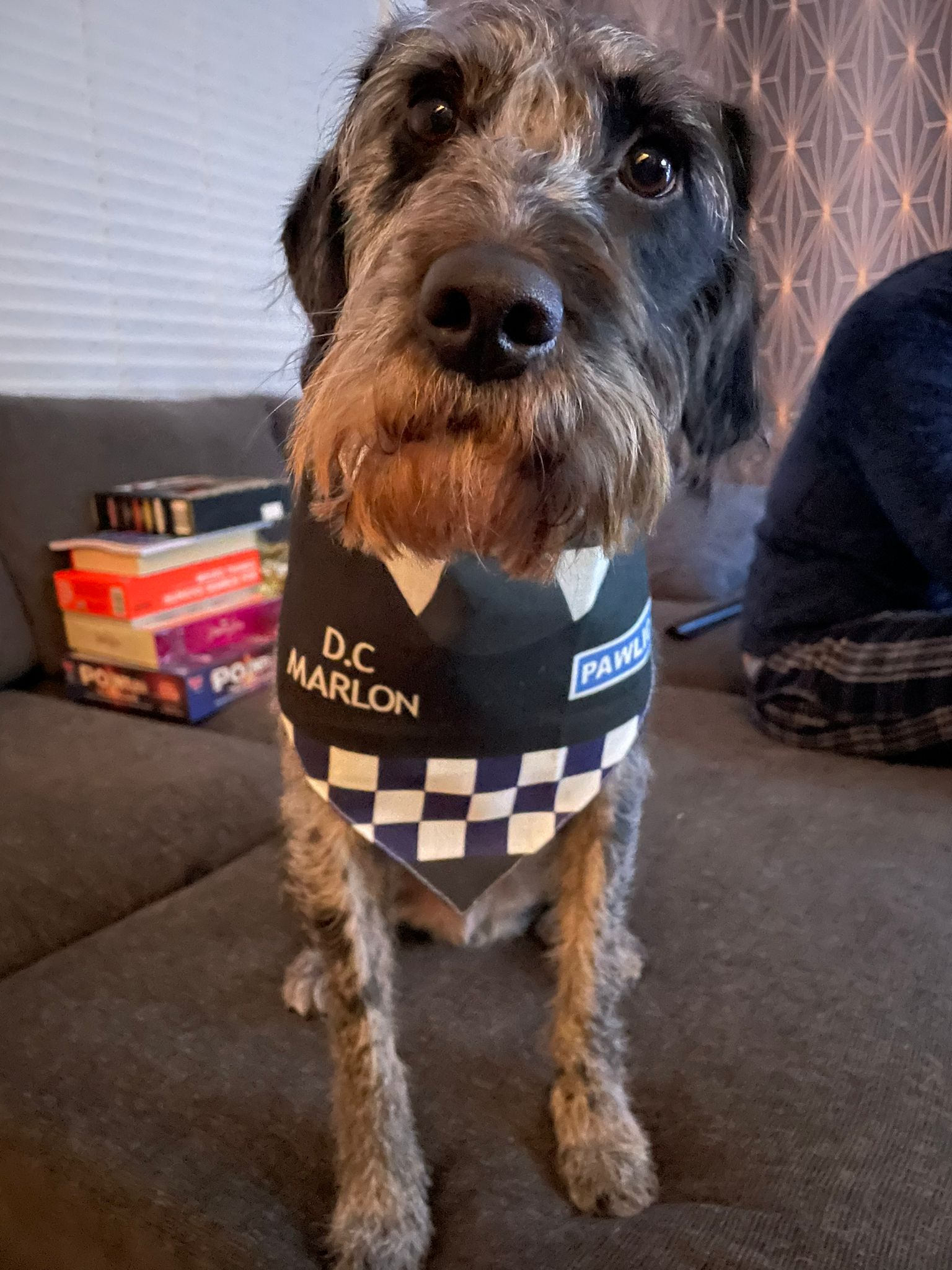 Customer photo of 'Paw-lice' - Personalised Hungarian Vizsla Bandana