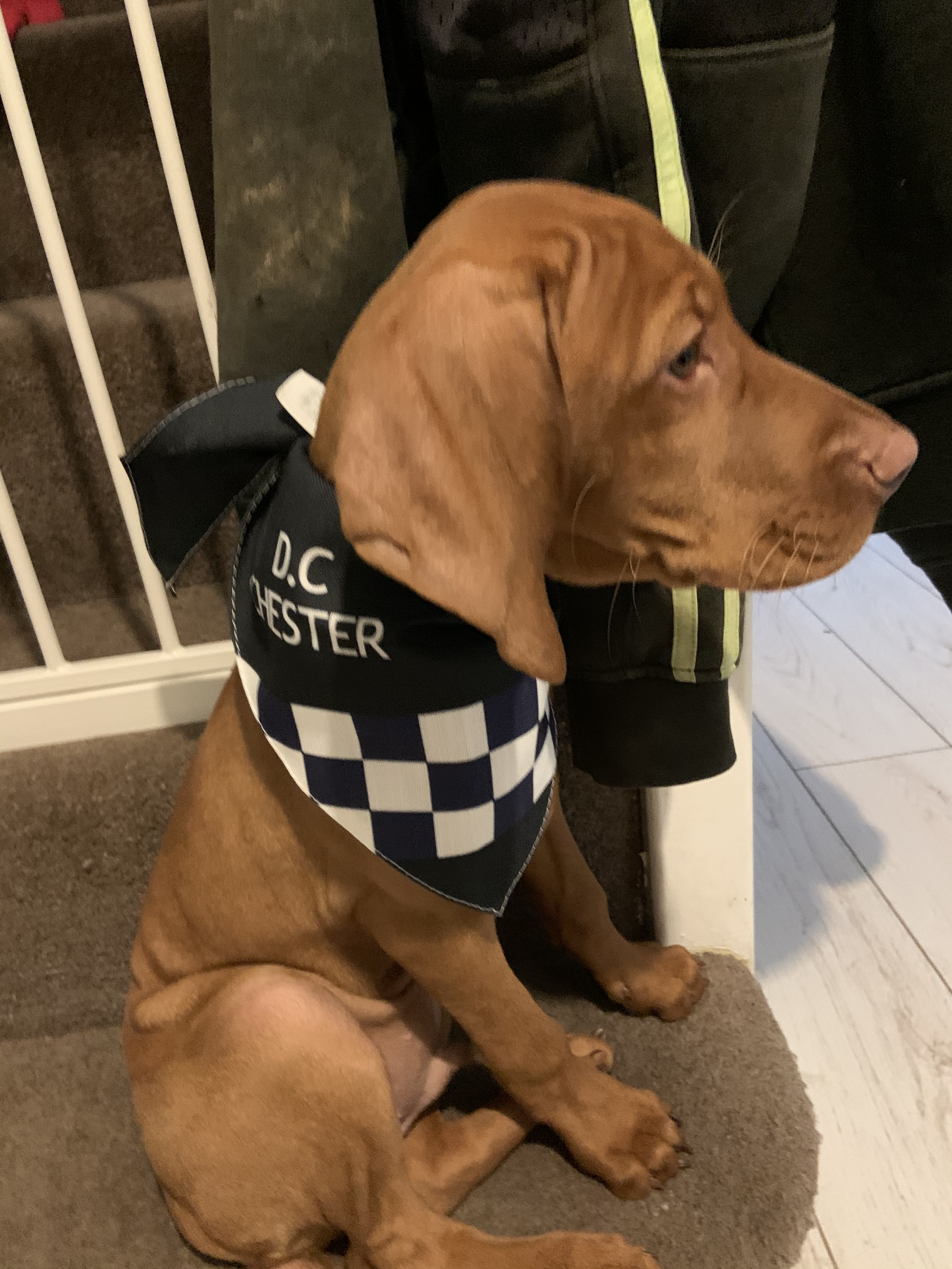 Customer photo of 'Paw-lice' - Personalised Hungarian Vizsla Bandana