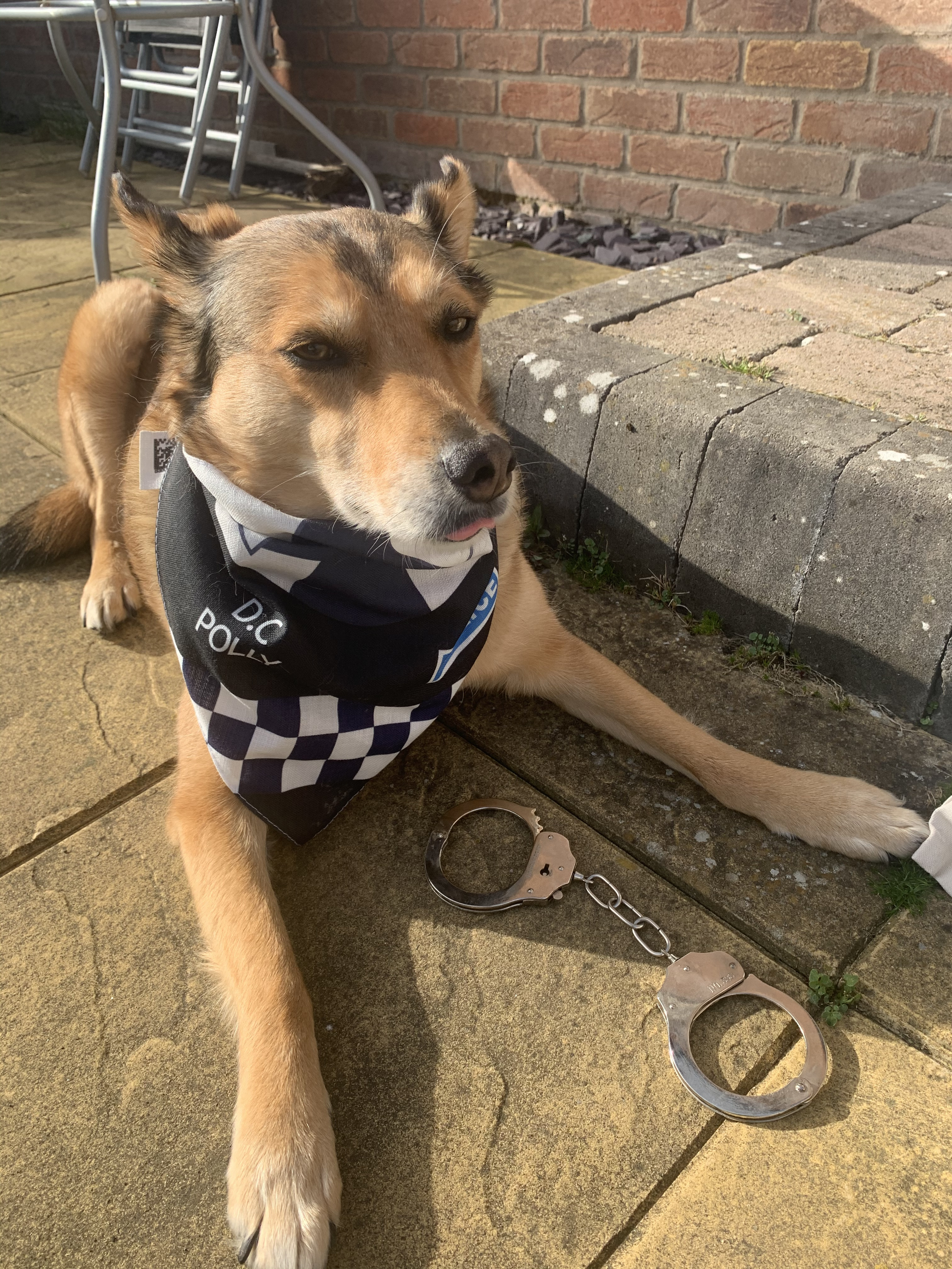 Customer photo of 'Paw-lice' - Personalised Hungarian Vizsla Bandana