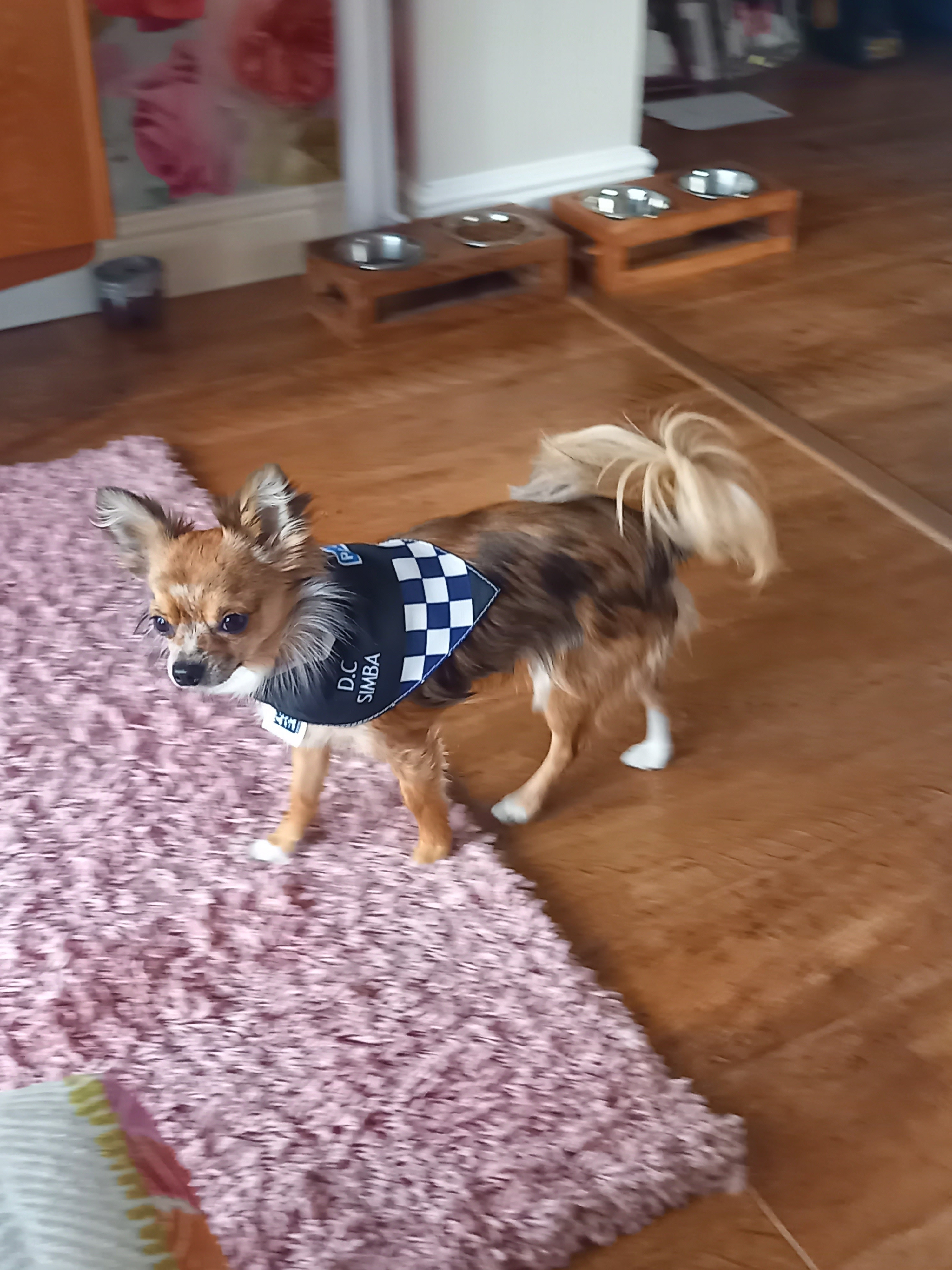 Customer photo of 'Paw-lice' - Personalised Hungarian Vizsla Bandana