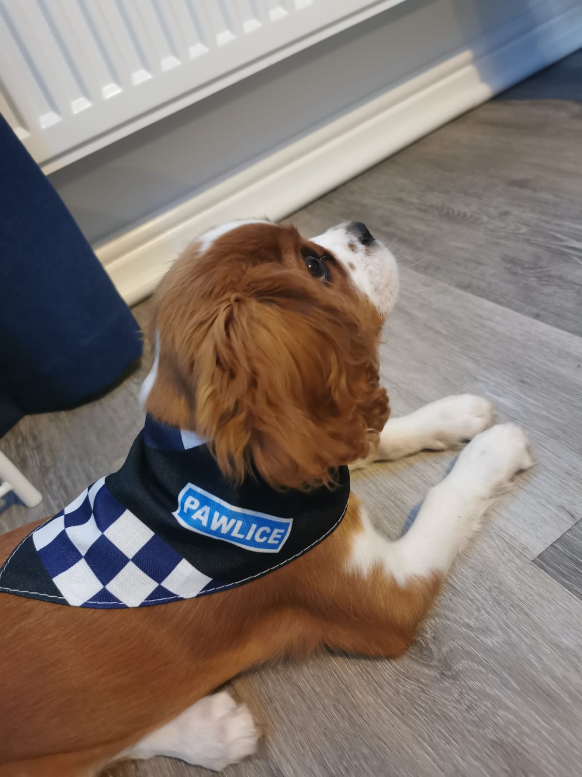 Customer photo of 'Paw-lice' - Personalised Hungarian Vizsla Bandana