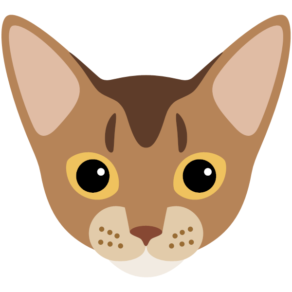 Abyssinian