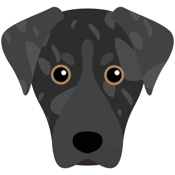 American Leopard Hound