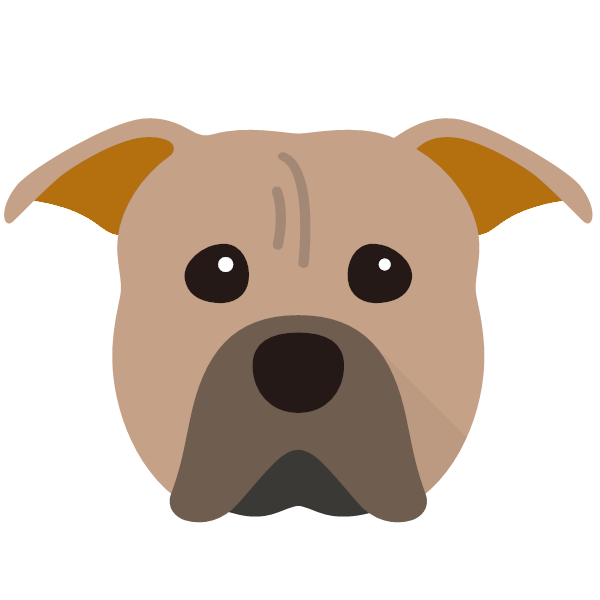 American Pit Bull Terrier