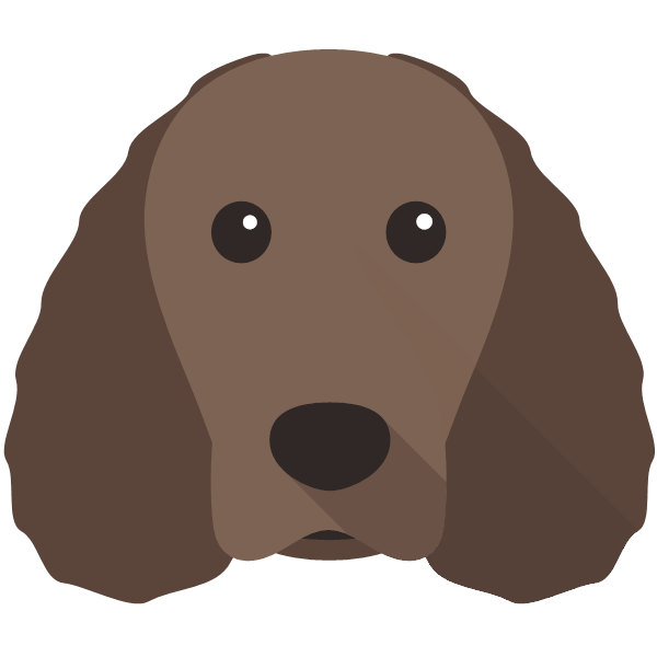 American Water Spaniel
