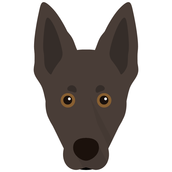 Australian Kelpie