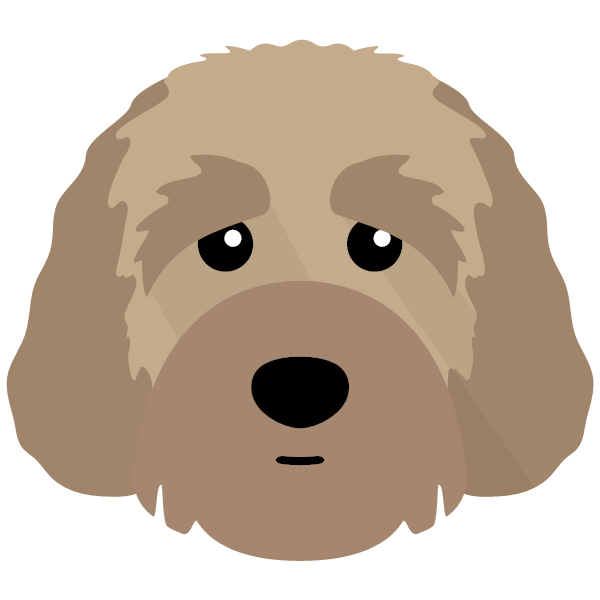 Australian Labradoodle