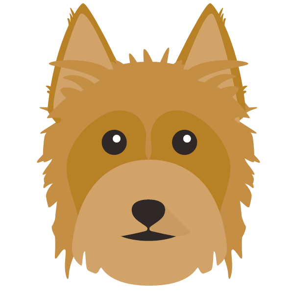 Australian Silky Terrier