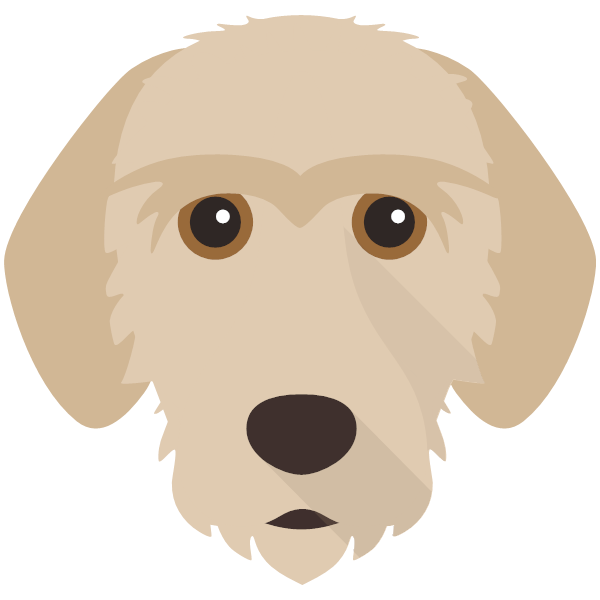 Basset Fauve De Bretagne