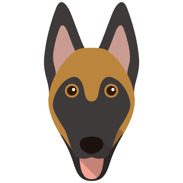 Belgian Malinois
