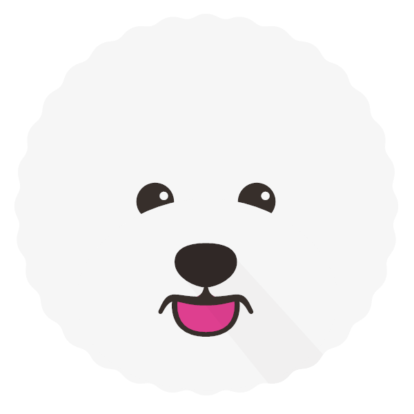 Bichon Frise