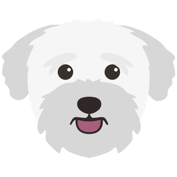 Bichon Yorkie