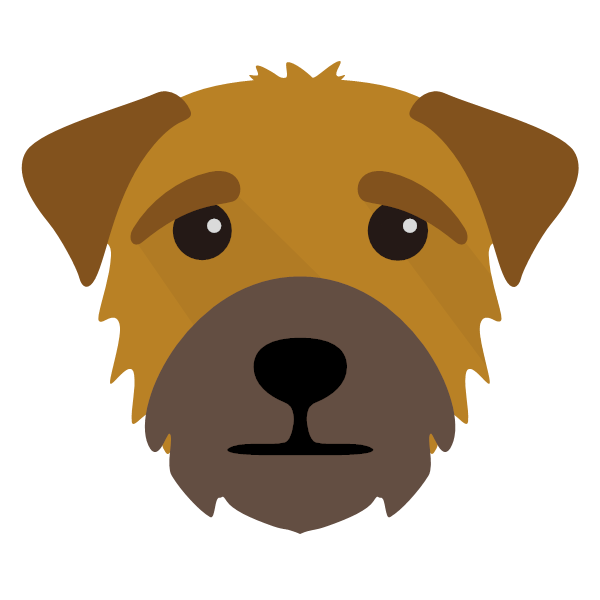 Border Terrier