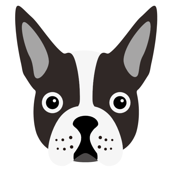 Boston Terrier