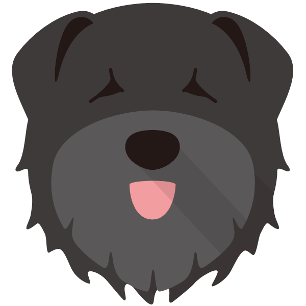 Bouvier Des Flandres