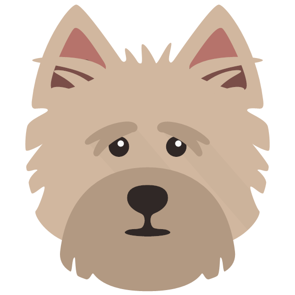 Cairn Terrier