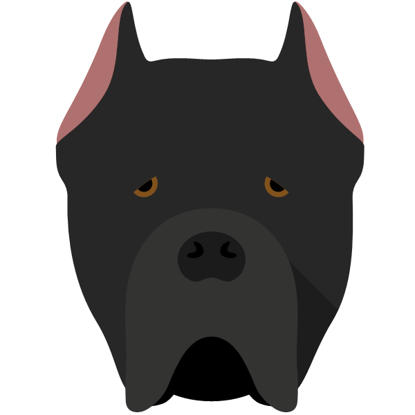 Cane Corso Italiano