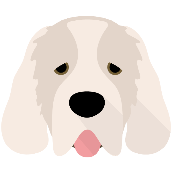 Clumber Spaniel