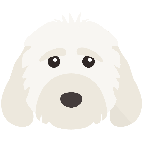 Cockapoo