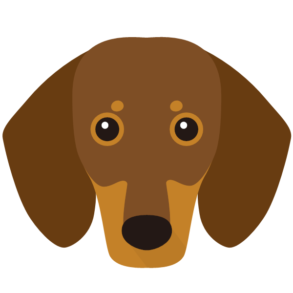 Dachshund