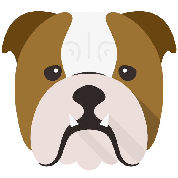 English Bulldog