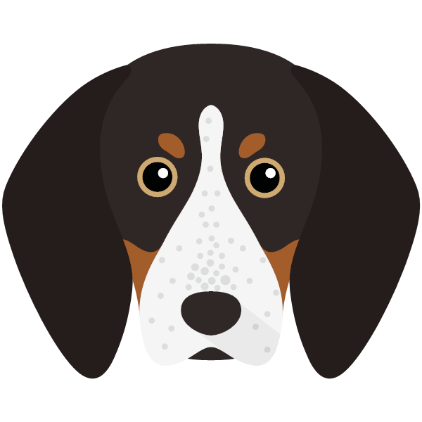 English Coonhound