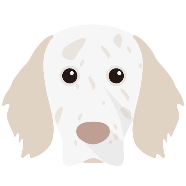 English Setter