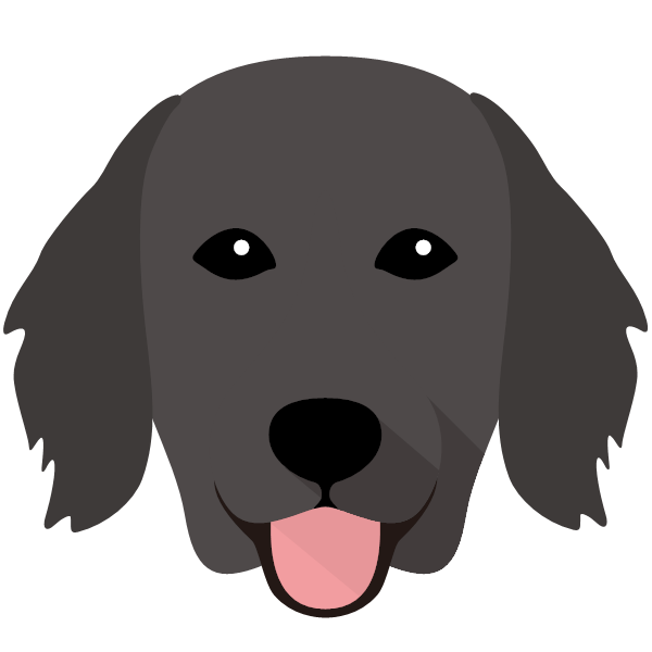 Flat-Coated Retriever