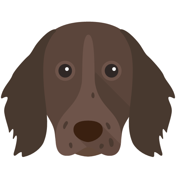 German Longhaired Pointer