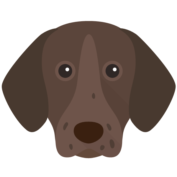German Shorthaired Pointer