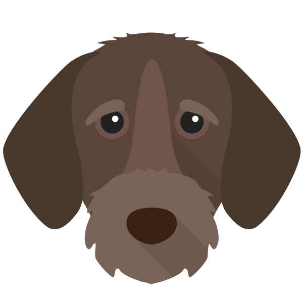 German Wirehaired Pointer