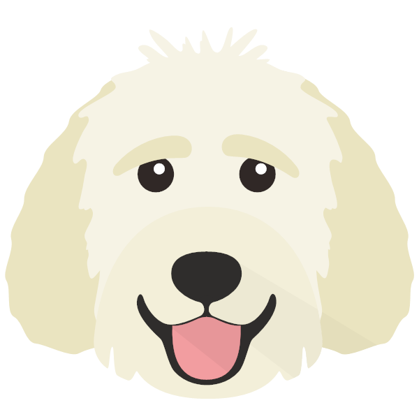 Goldendoodle