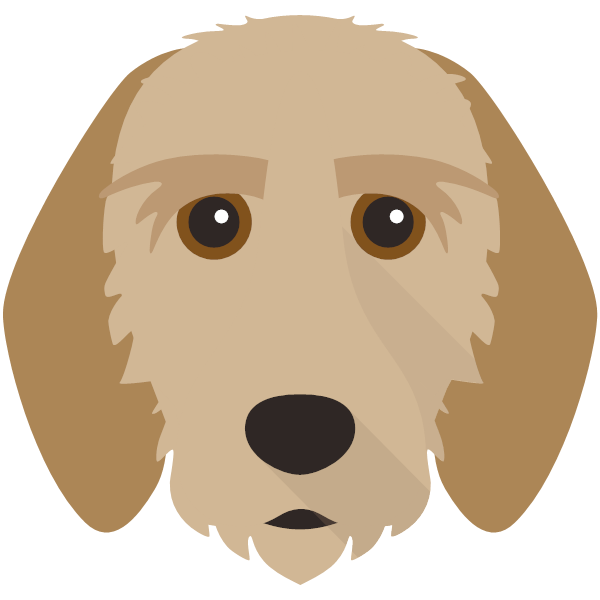 Griffon Fauve De Bretagne