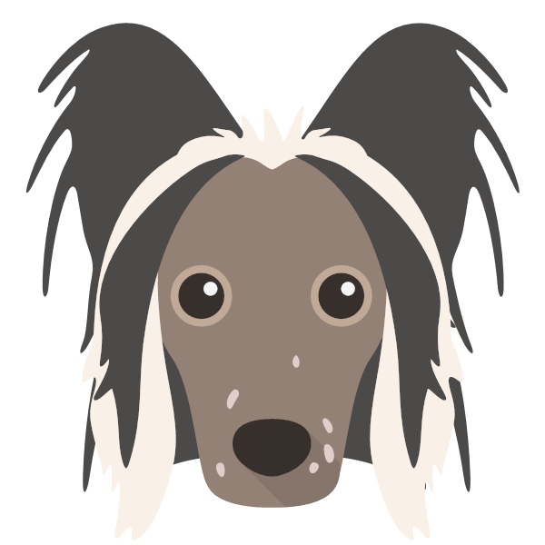 Hairless Chinese Crested