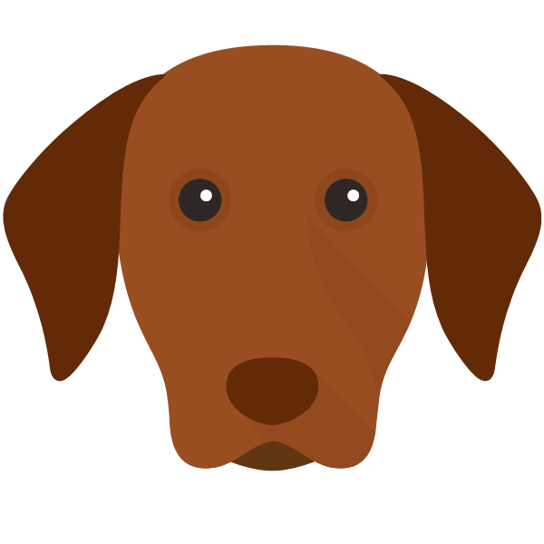Hungarian Vizsla