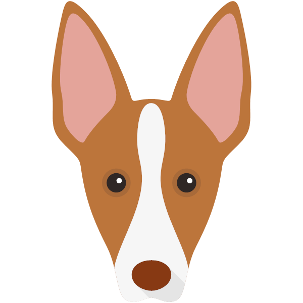 Ibizan Hound