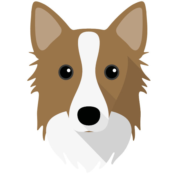 Icelandic Sheepdog