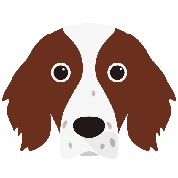 Irish Red & White Setter