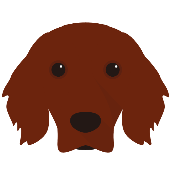 Irish Setter
