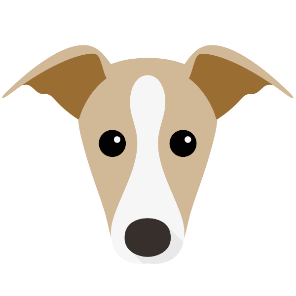Italian Greyhound