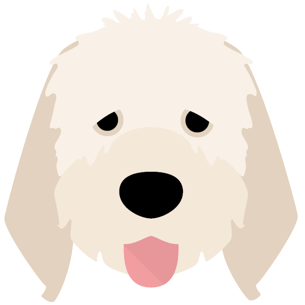 Italian Spinone