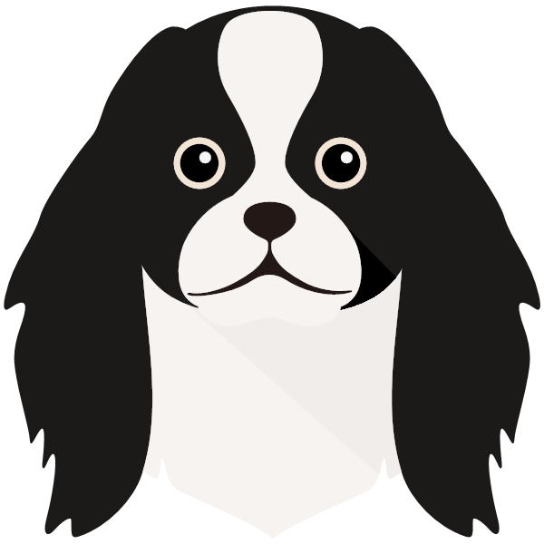 Japanese Chin