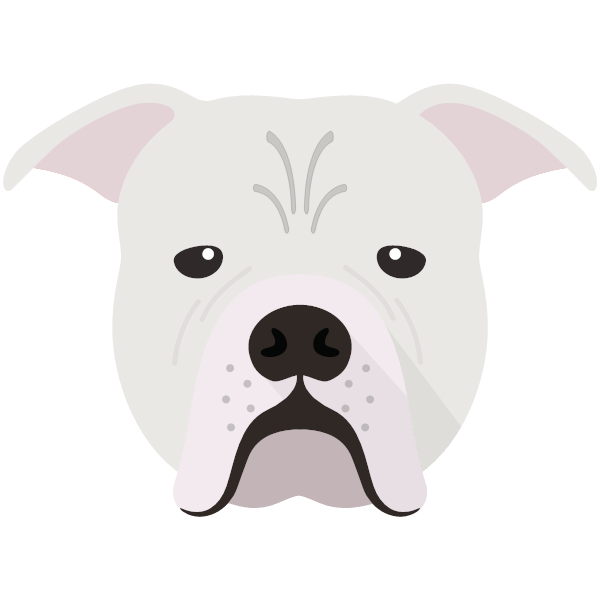 Johnson American Bulldog